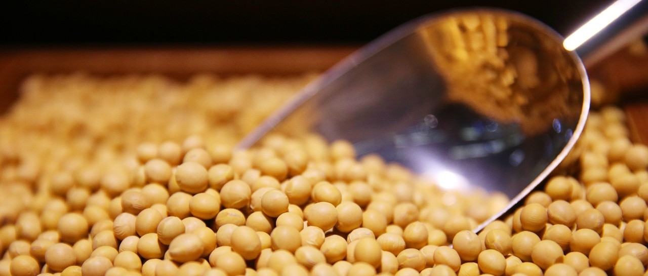 соя чина. соя зерно. Soybean свадьба. соевые поля. соя бобы.