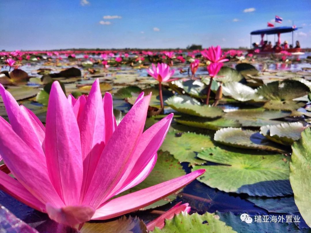 一生至少看一次 -- 泰国乌隆红莲花开成海__凤凰网