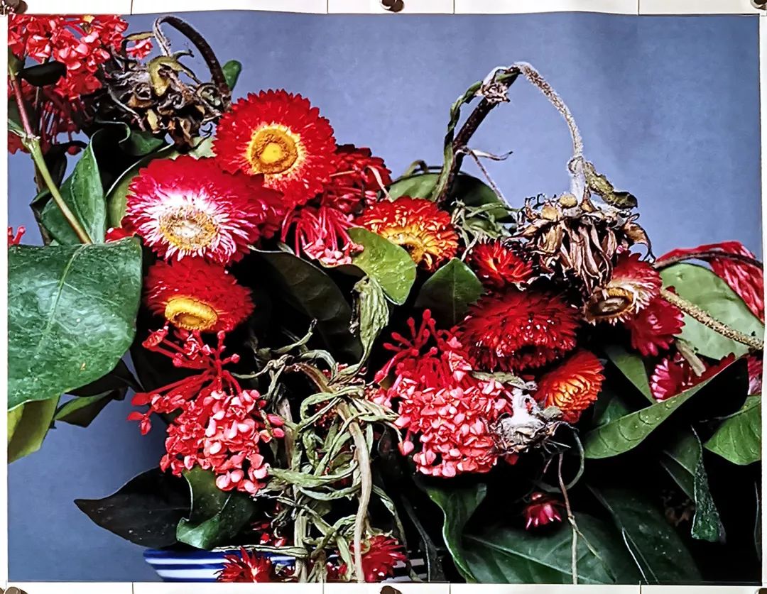 荒木经惟摄影展.花幽 | 南艺 #作品200p