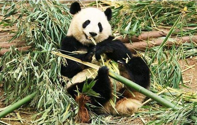 大熊猫的祖先起源于云南!