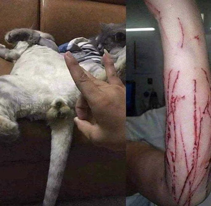 如何低调的用一张图证明家里有猫?