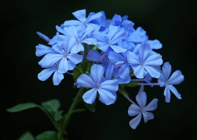 最理想的夏季花園三寶降溫解暑養起來