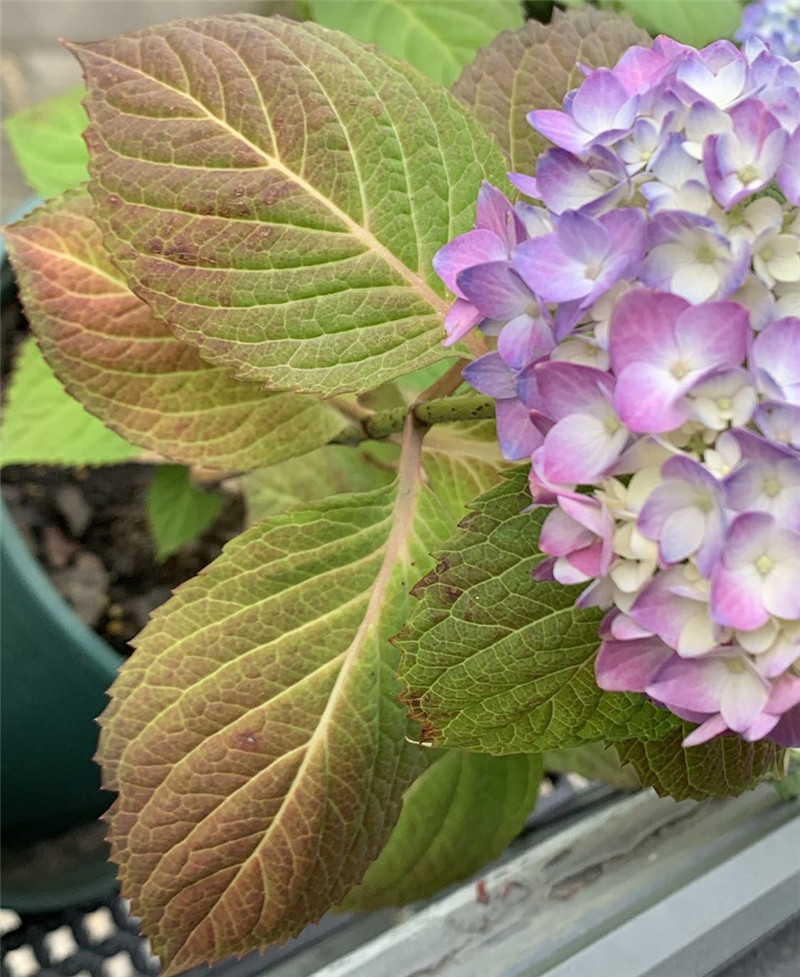 繡球花紅葉子一要避太陽二要防小紅別大意