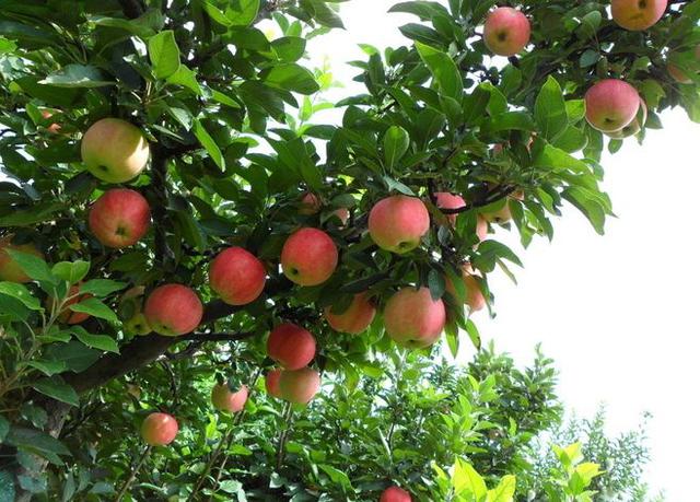 如苹果树,梨树,橘子树,香蕉树等等,这些我们生活中常见的水果都是长在