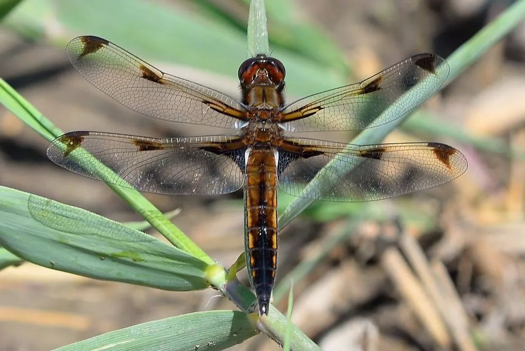 (天津蜻蜓保护志愿者摄于2019年4月底)低斑蜻隶属于蜻蜓目蜻科蜻属,是