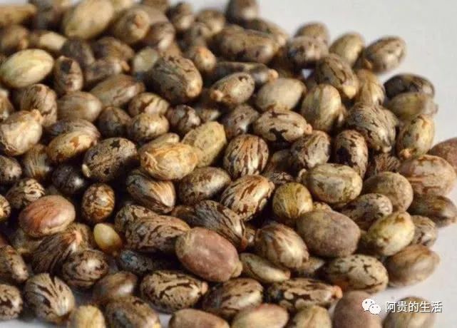 农村这种有毒的植物种子榨油却能卖上百元一斤对烫伤很有帮助