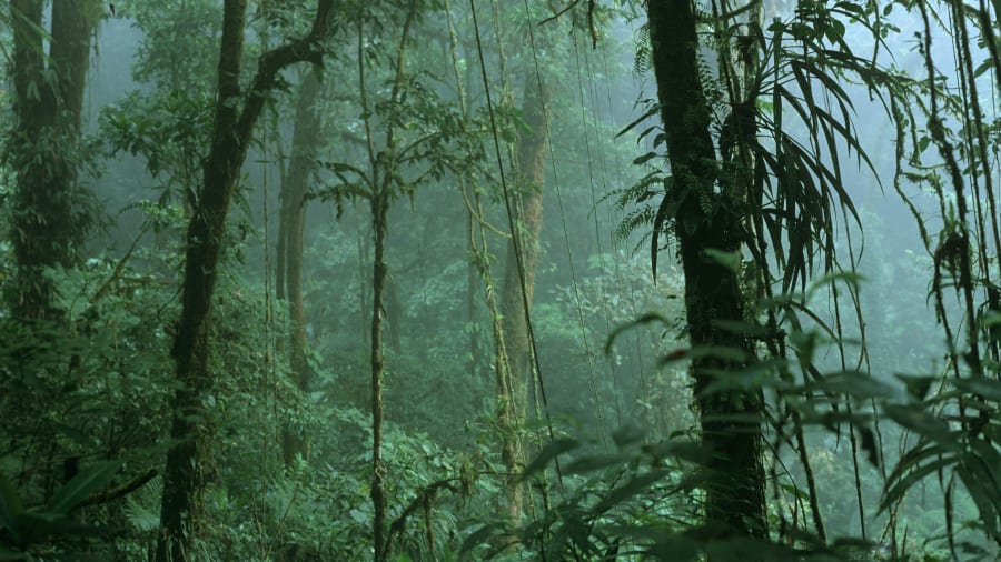 哥斯达黎加云雾林图片