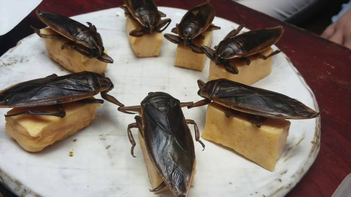 世界各国奇葩美食吃小孩闻名世界的中国人就问你怂了没