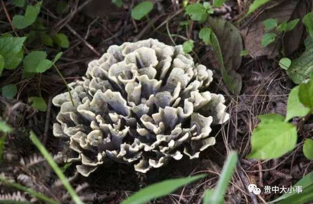 云南目前最名贵的野生菌一小朵就能卖80元生吃味道似牛肉干