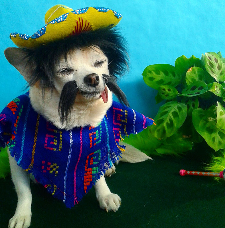 加拿大吉娃娃造型百变堪称最时髦汪星人