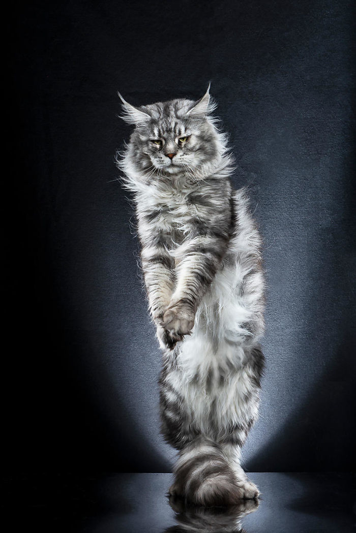 特立独行的猫 抓取猫咪站立瞬间表情__凤凰网