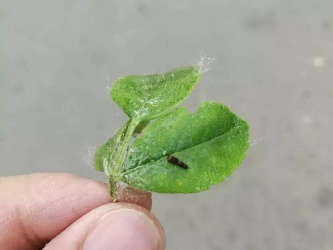 把"鸟屎"养成蝴蝶,大家可真会玩!