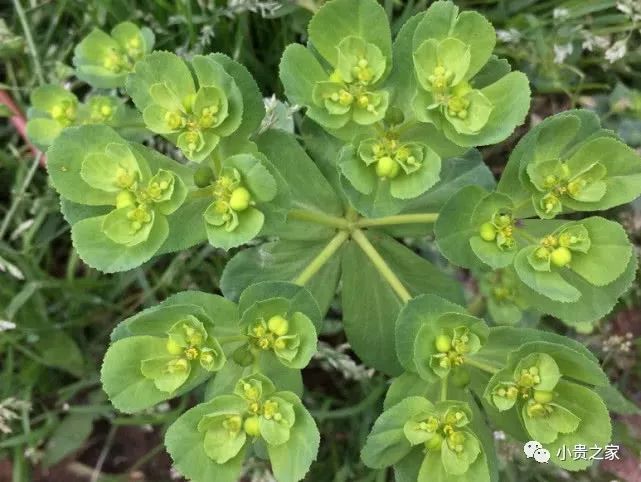 红眼猫草药图片图片