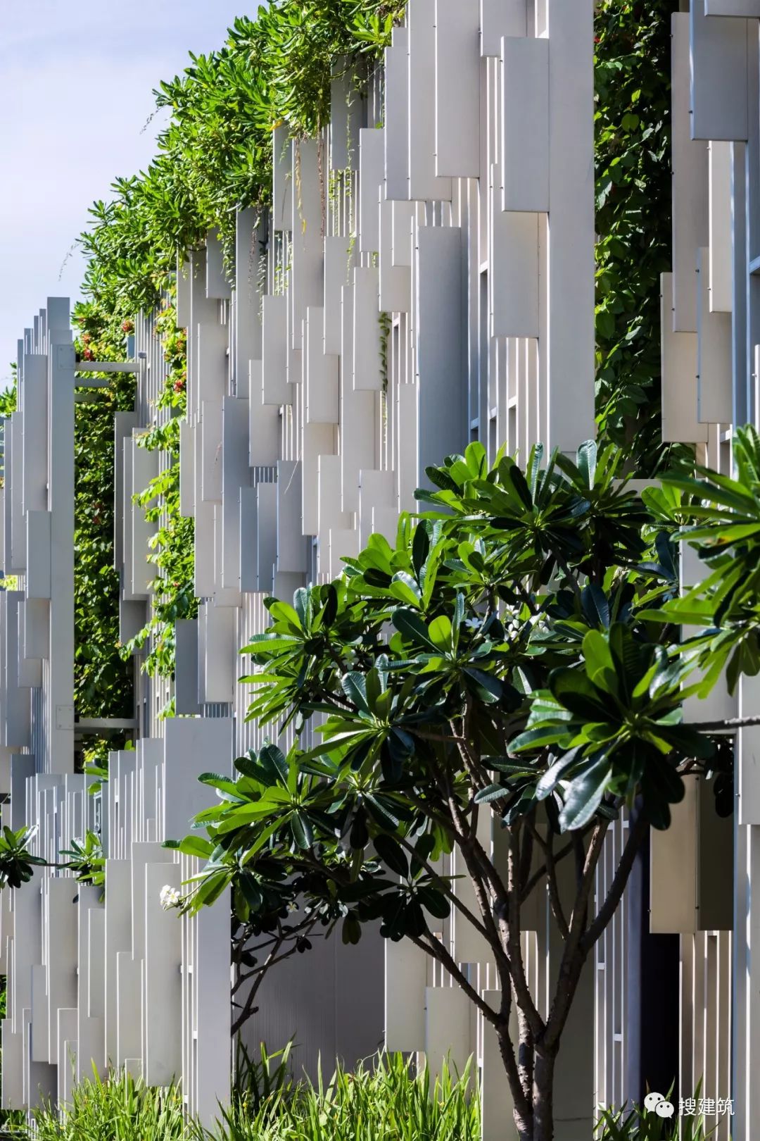 垂直绿化巧妙的设计运用自然通风来保持内部的凉爽
