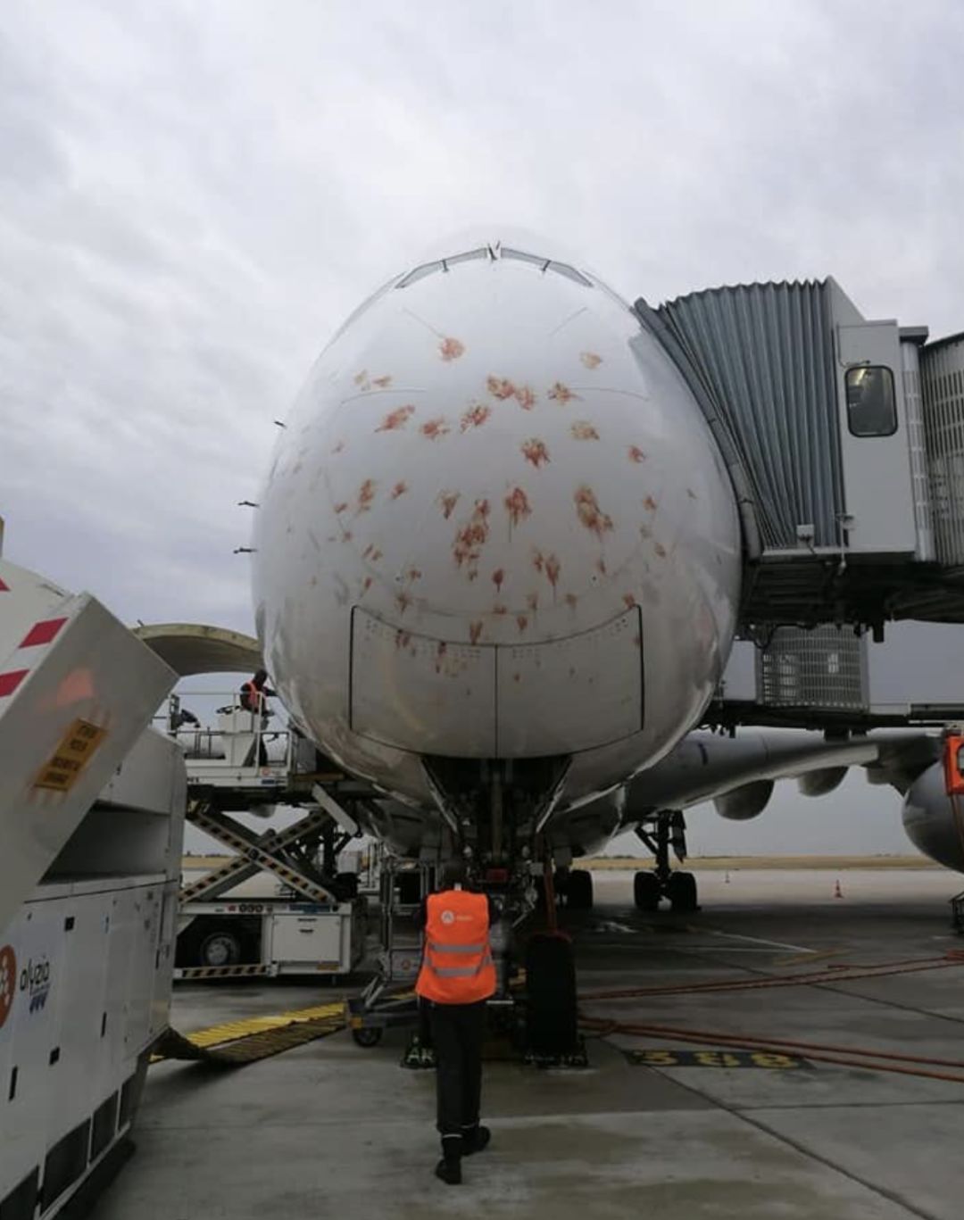 新航飞机撞上鸟群,场面血腥,惨不忍睹__凤凰网