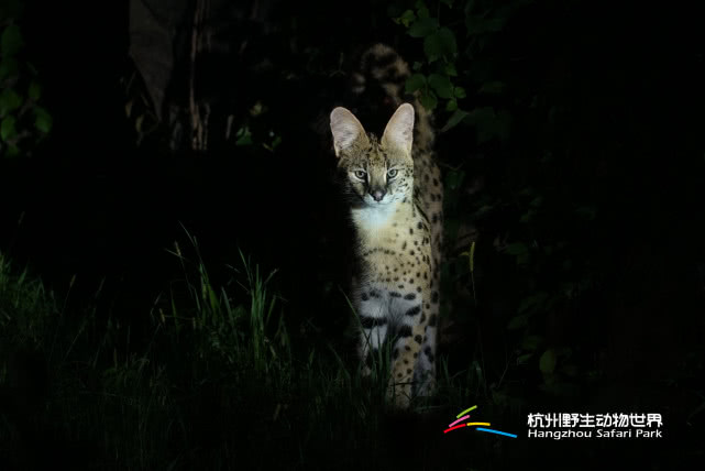 杭州野生動物世界邀您與夜行動物