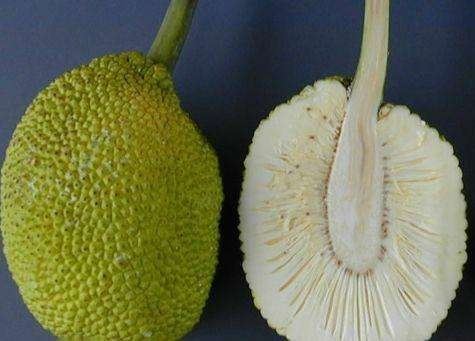 诺丽果故乡-萨摩亚之面包果__凤凰网