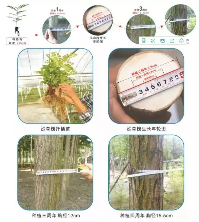 泓森槐:速生硬材的“绿色奇迹”__凤凰网