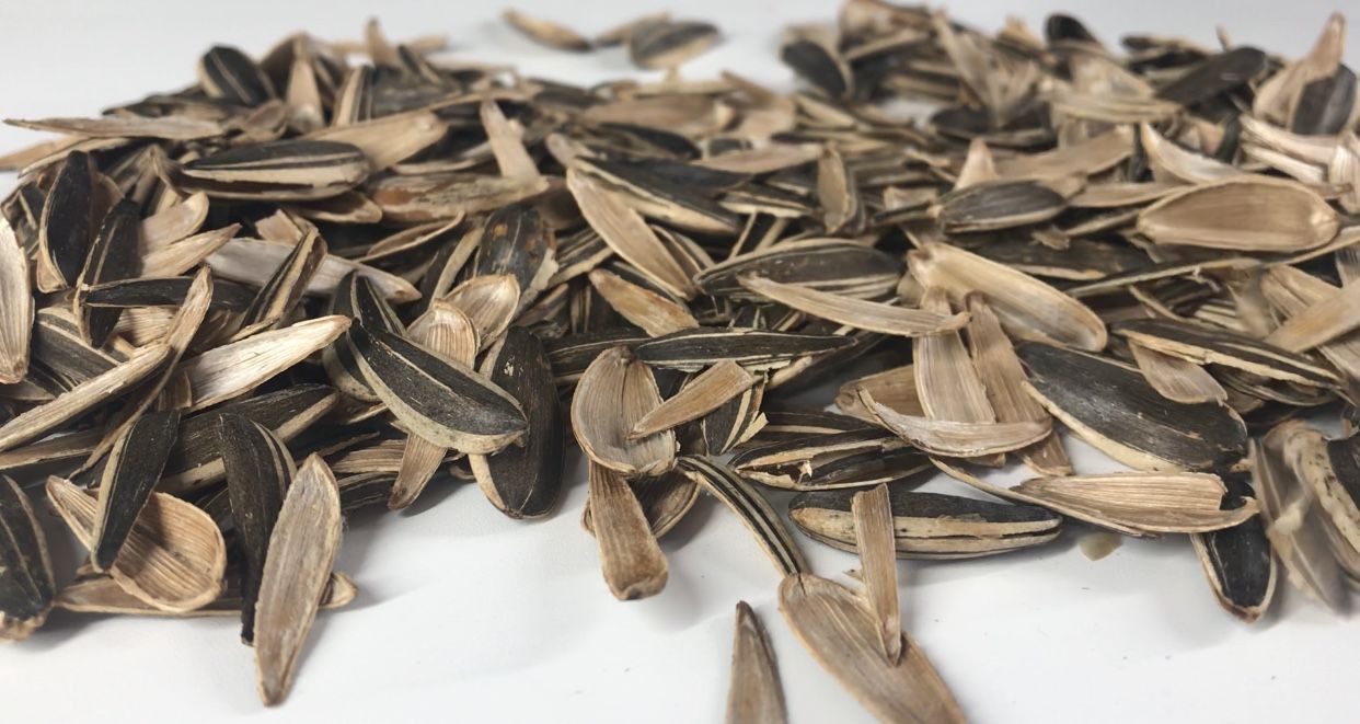 瓜子壳都是硬硬的木质纤维结构,哪只猪会吃这种又硬又难吃还消化不了