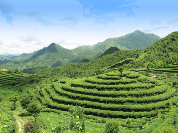 來福建最美茶山賞綠意 品茶香__鳳凰網