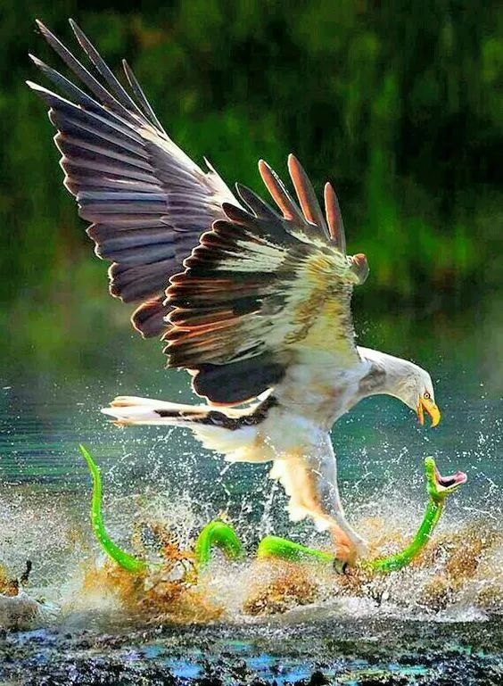 鱼:鱼生第一次实现空中飞鱼