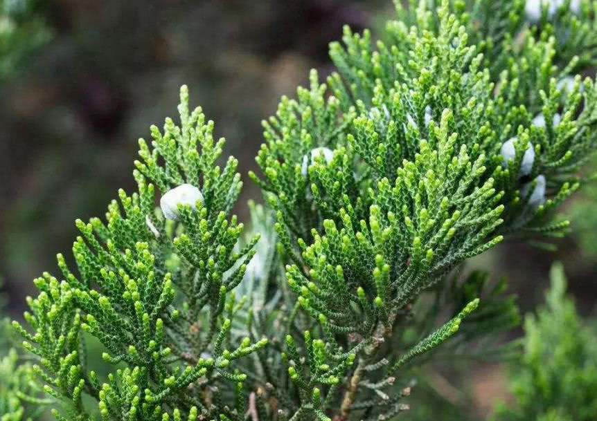 农村柏树上的"它",不捡等于扔钱,神奇用途不少,快告诉身边人__凤凰网