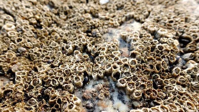密集恐惧是祖先的保命技能,但领导看完这篇就吐了_凤凰网健康_凤凰网