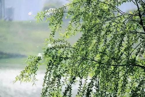 关于杨花最美的当属这六首诗词