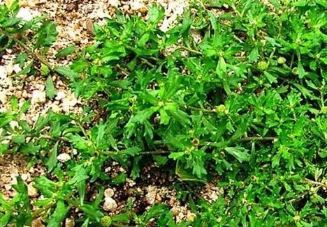 农村遍地是宝,有一种野草叫鼻涕草,鹅都不肯吃,对治鼻炎特有效