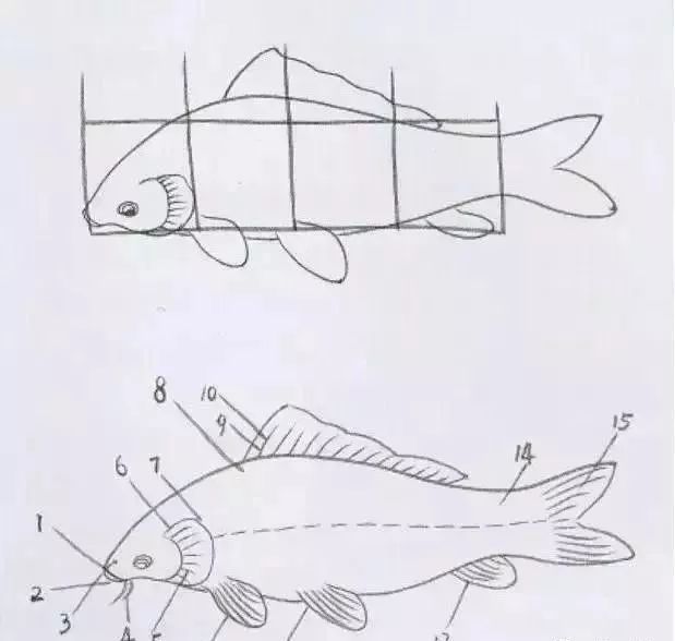 素描鲤鱼步骤图片
