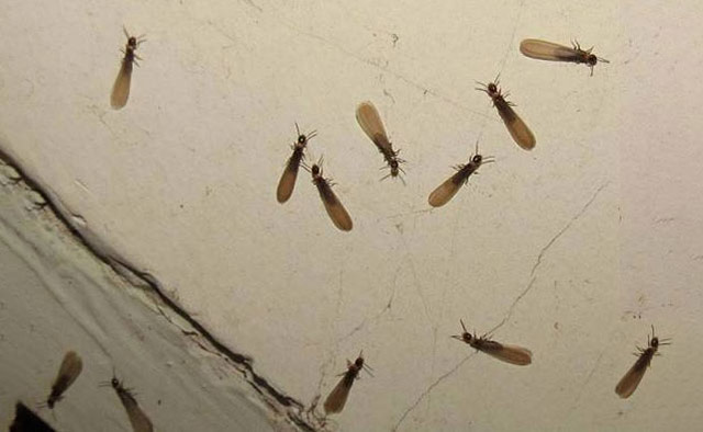 飞蚂蚁图片真实照片图片