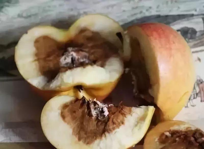 苹果发霉的过程图片图片