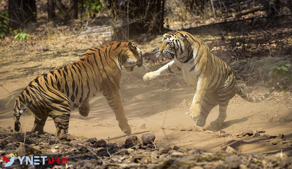 利益面前都是敌人:老虎亲姐俩为占地盘大打出手__凤凰网