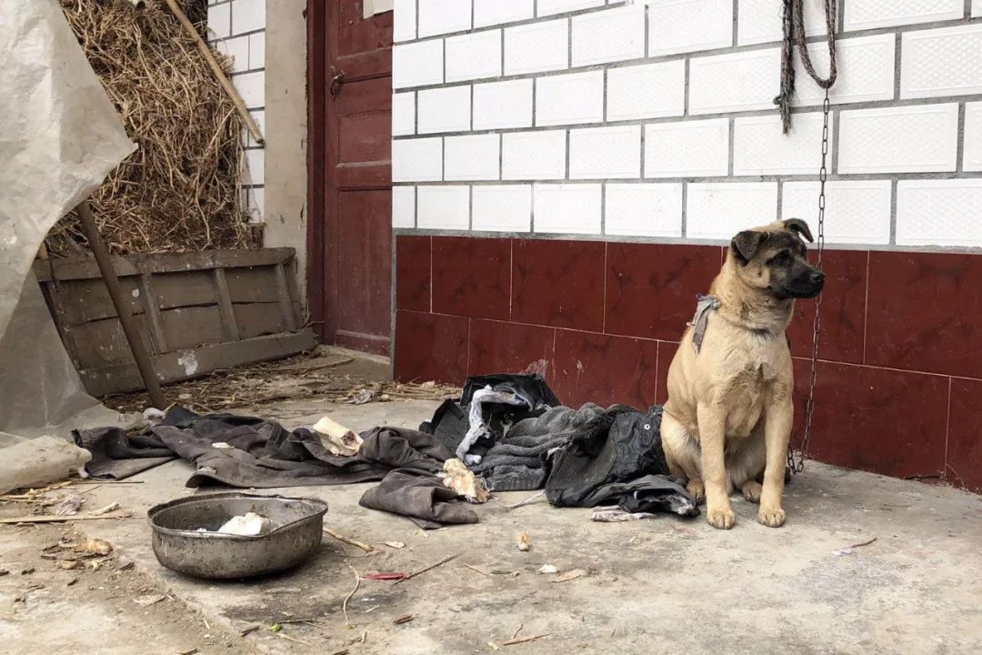 狗窝农村狗的生存状态