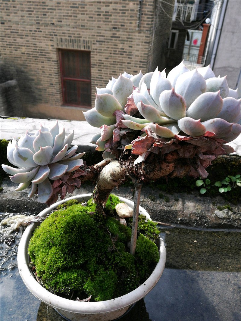 多肉老桩养护拄拐杖铺苔藓美成世界冠军