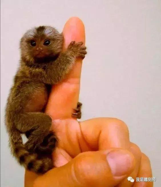 迷你小猴好可爱