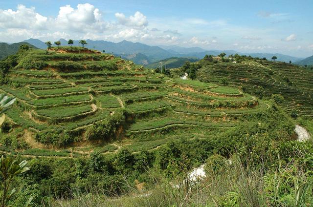 果树建园 旱作山地果树种植技术