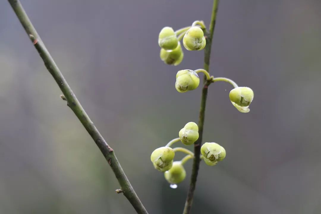 青树无叶花照开辣异香味扑鼻来长阳山里的这花你认识么