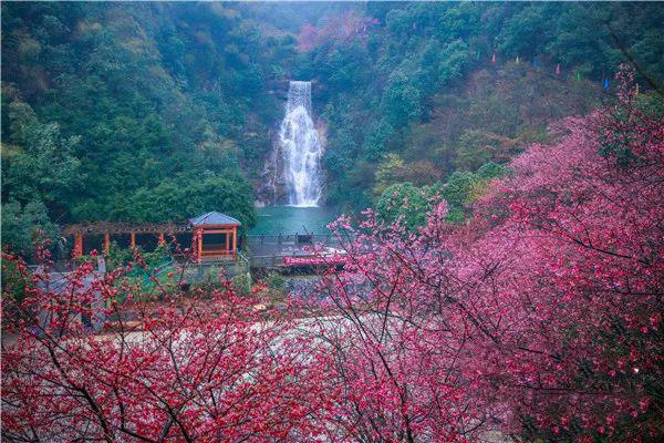 郴州王仙岭樱花图片