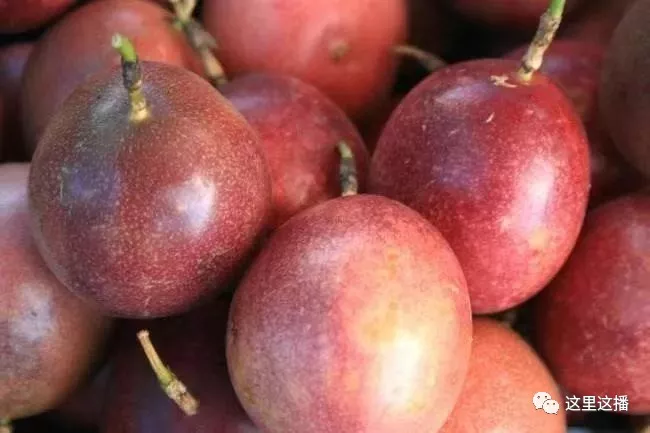 这里这播赴广西北流市新圩镇百香果基地--特产美食节目01