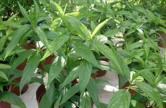 忧遁草茶专治高尿酸痛风的特效药