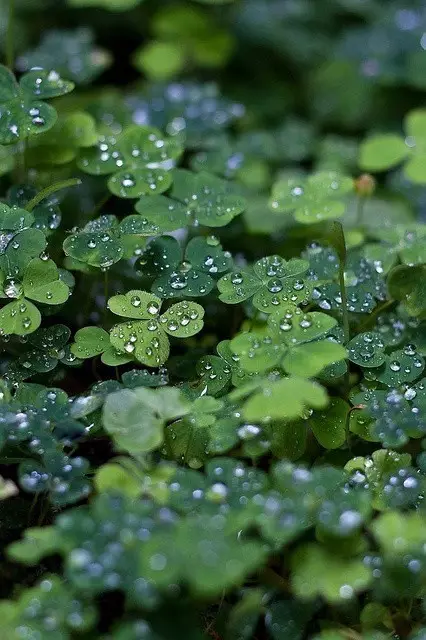 春雨绵绵,有什么难言之隐.