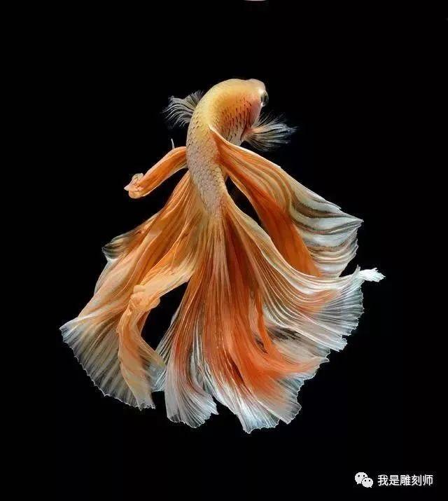 鱼的舞姿太美了