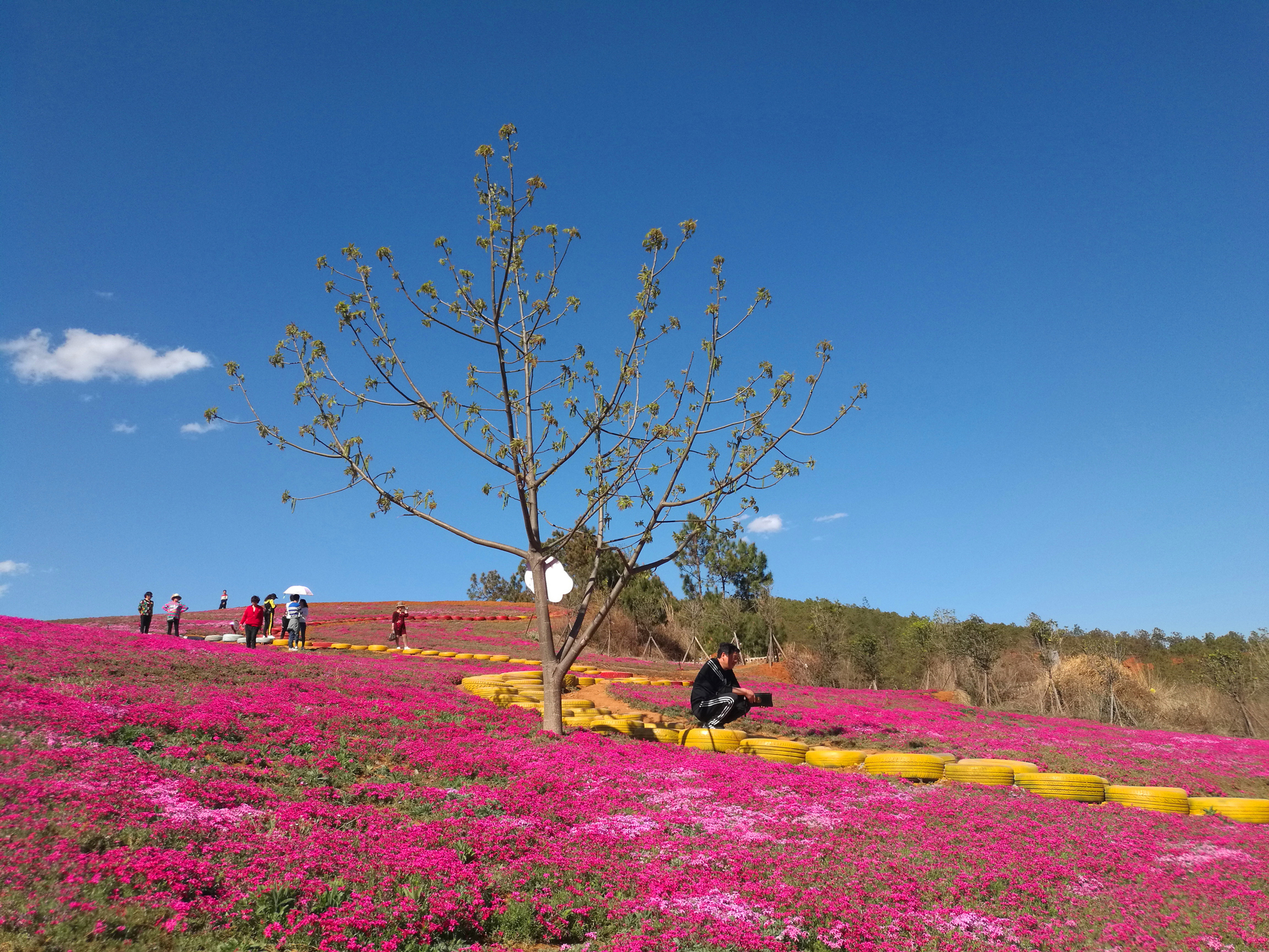 雲南省最大芝櫻花海開園昭通白虎山莊園盛裝迎客