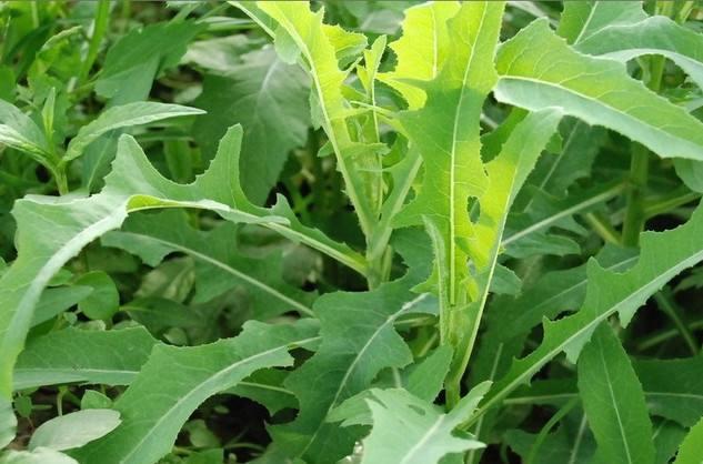 苦菜,别名很多,苦叶苗,活血草,苦丁菜,天香菜,荼苦荚,甘马菜,老鹳菜