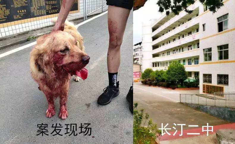 金毛误入校园被醉酒保安残忍虐杀结果只是被开除