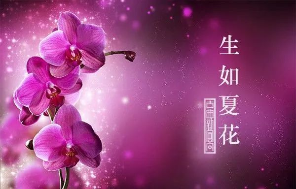 生如夏花之绚烂