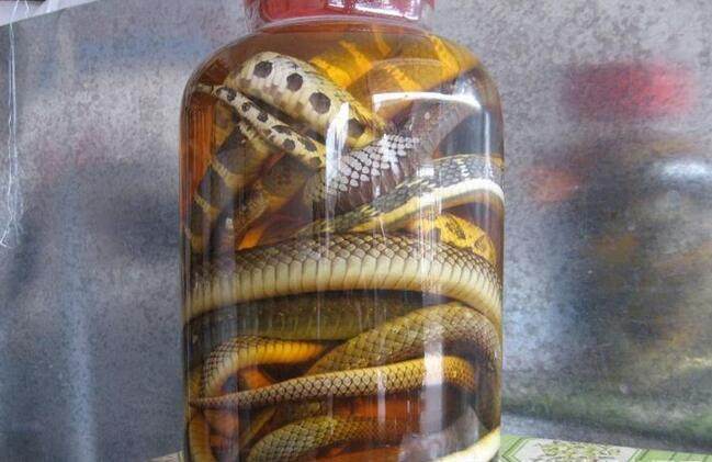 或许你需要来一杯泡酒了!__凤凰网