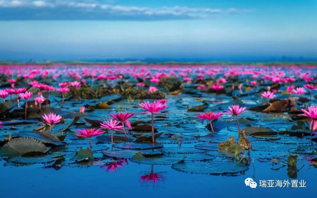一生至少看一次 -- 泰国乌隆红莲花开成海__凤凰网