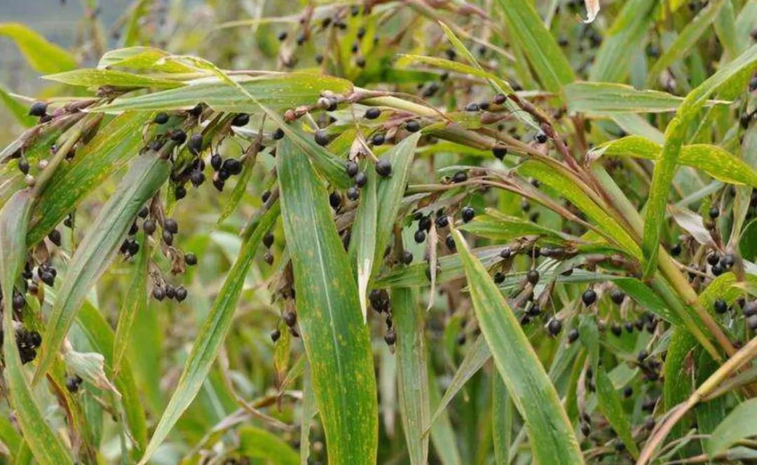 这种野草人称"来尿珠",果子可以做工艺品,其根部可以拿来入药